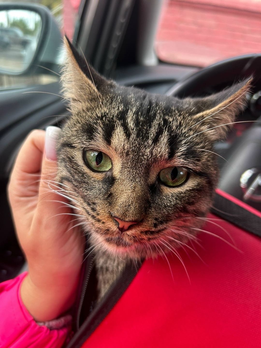 Найдена собака в Энгельсе — фото объявления