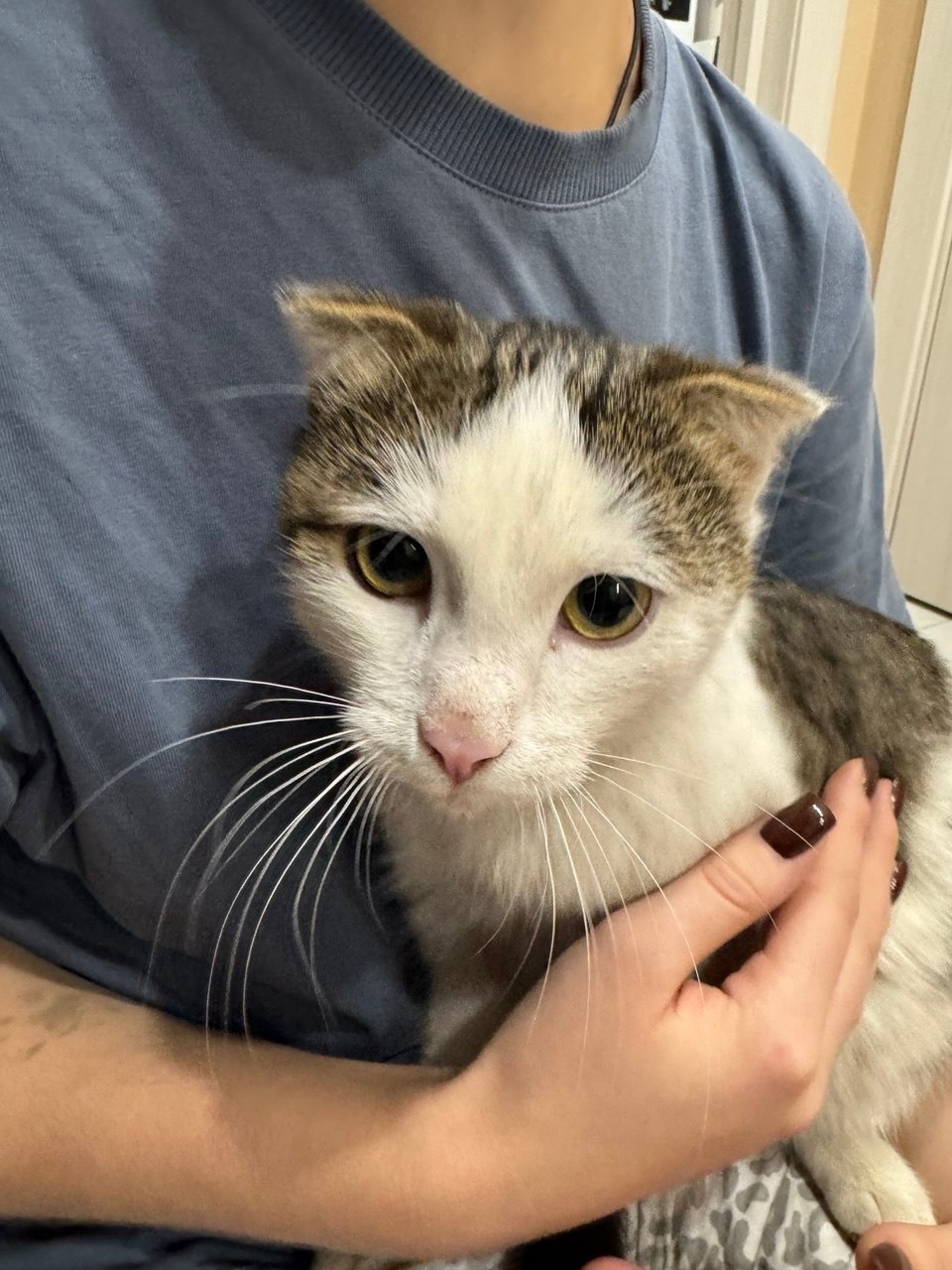 Найдена кошка в Энгельсе — фото объявления