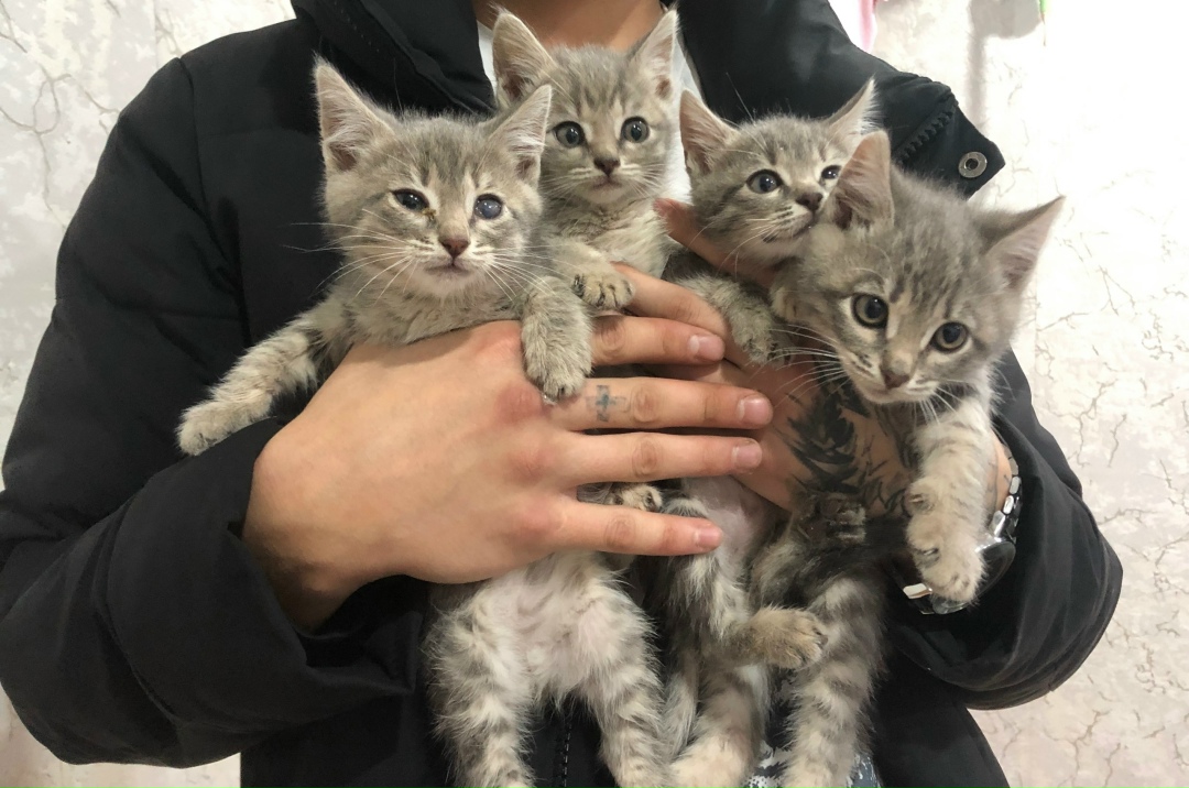 Найдена кошка в Энгельсе — фото объявления