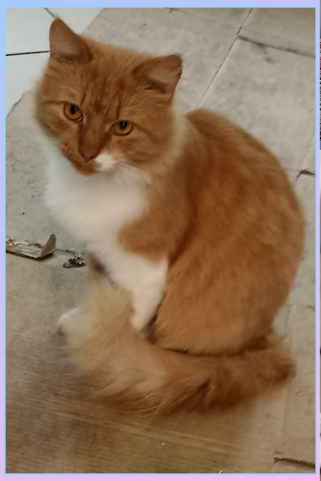 Пропала кошка в Энгельсе — фото объявления