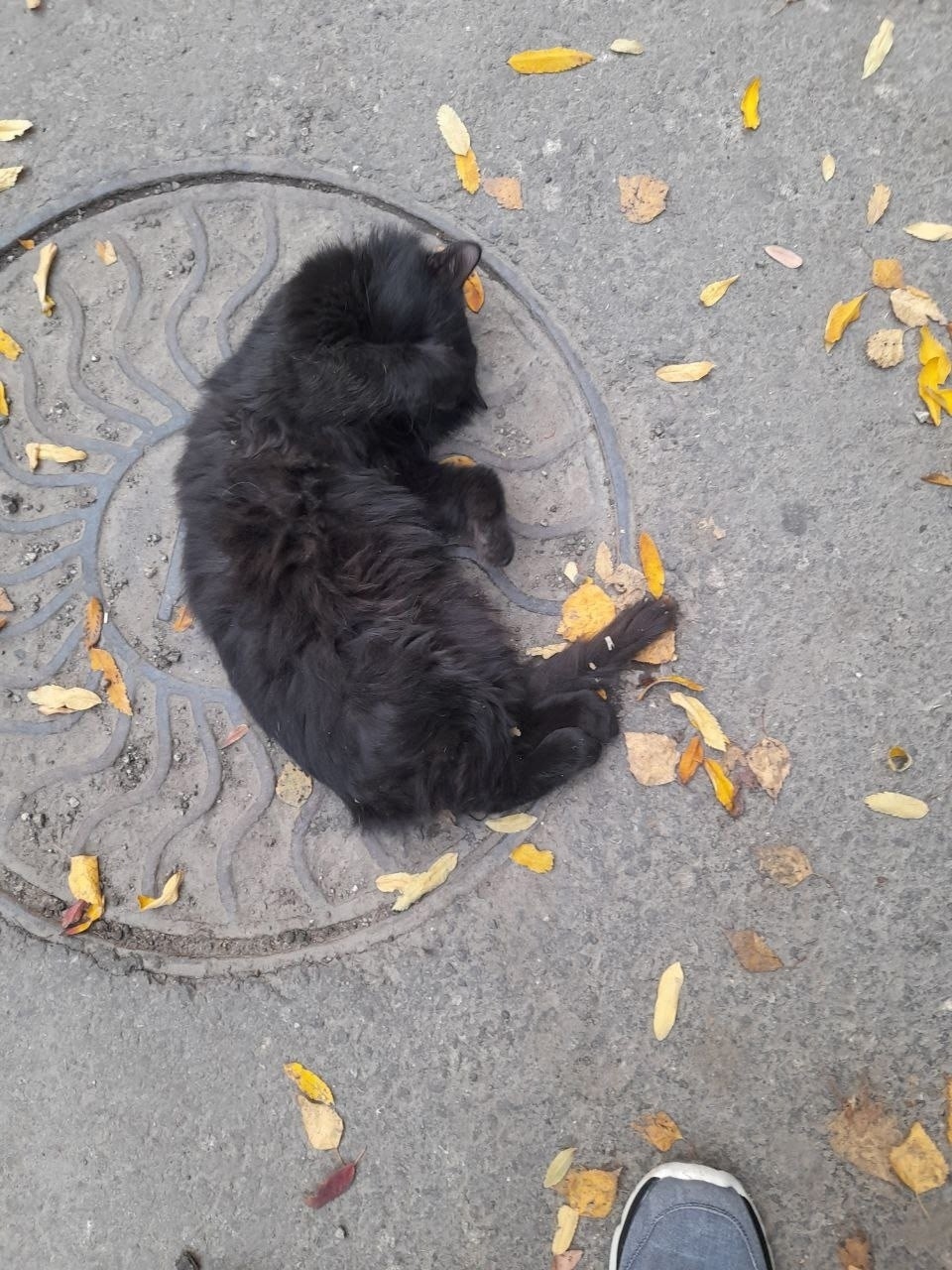 Пропала кошка в Энгельсе — фото объявления