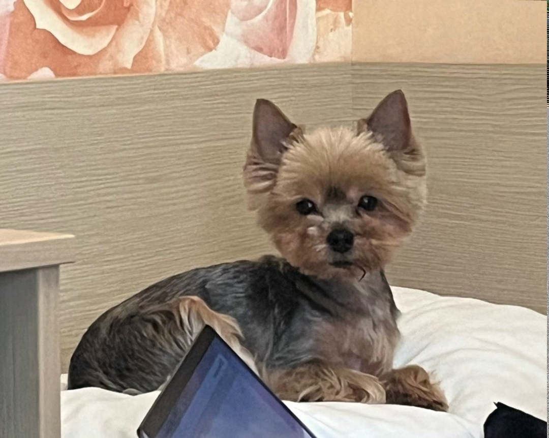 Пропала собака в Энгельсе — фото объявления