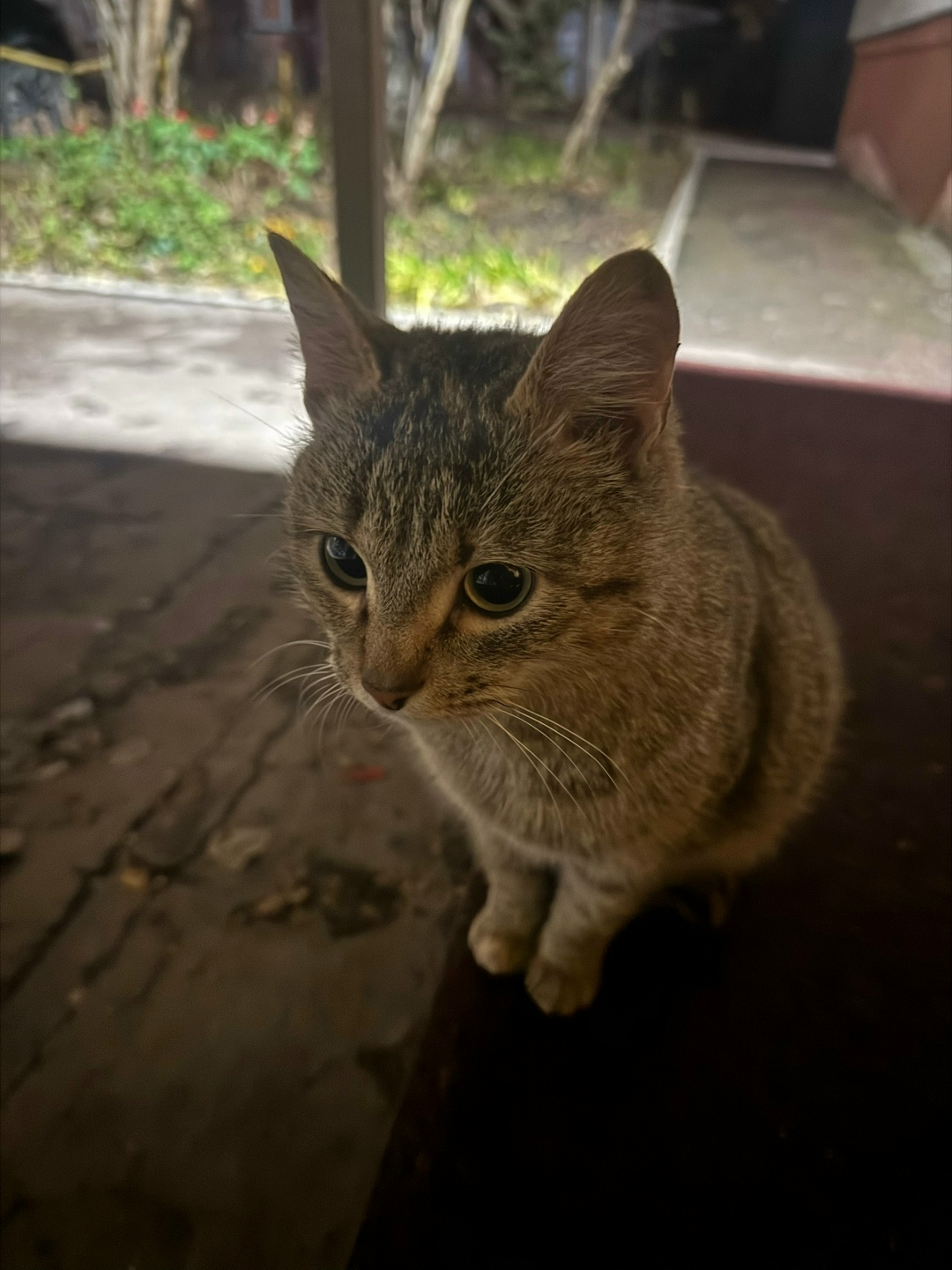 Найдена кошка в Энгельсе — фото объявления