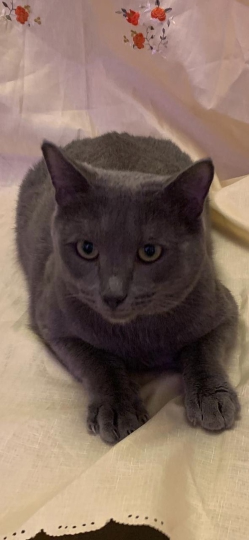 Пропала кошка в Энгельсе — фото объявления