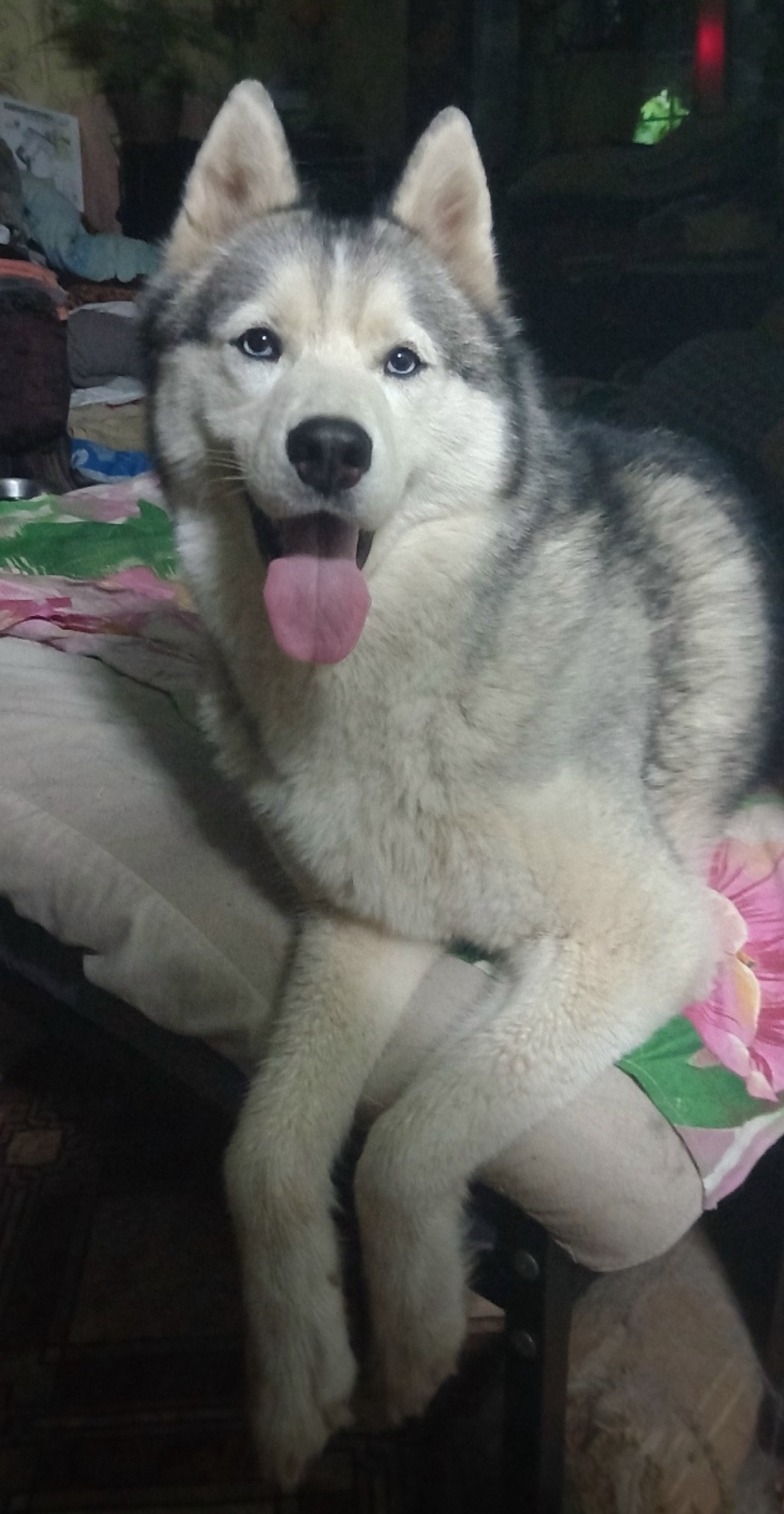 Пропала собака в Энгельсе — фото объявления