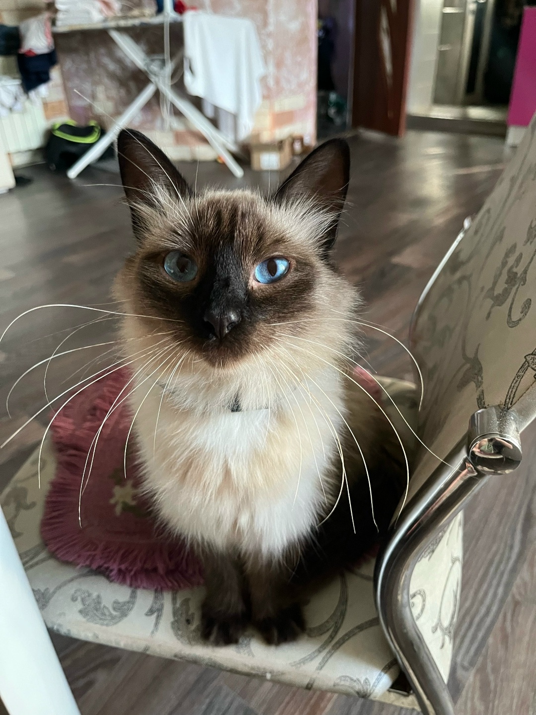 Пропала кошка в Энгельсе — фото объявления