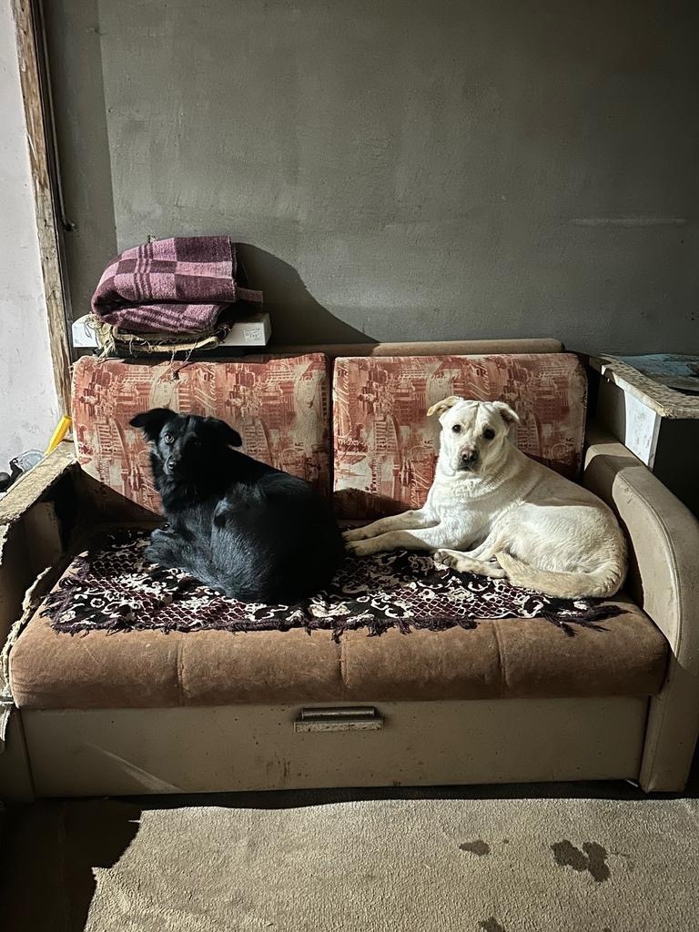 Пропала собака в Энгельсе — фото объявления