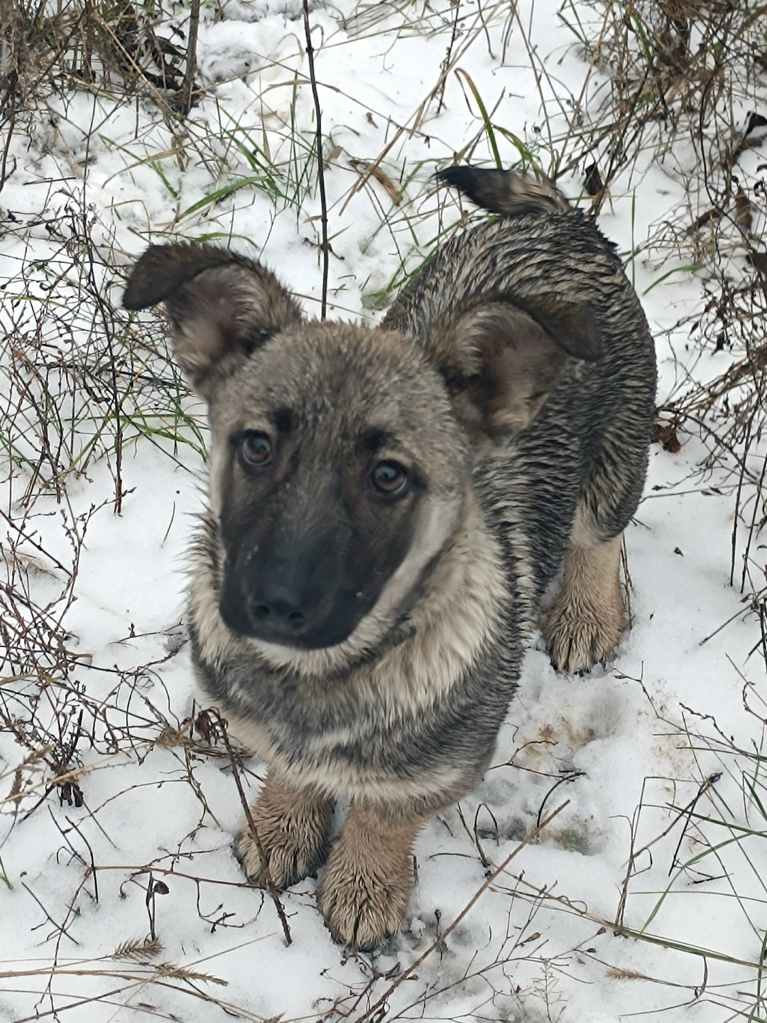 Найдена собака в Энгельсе — фото объявления