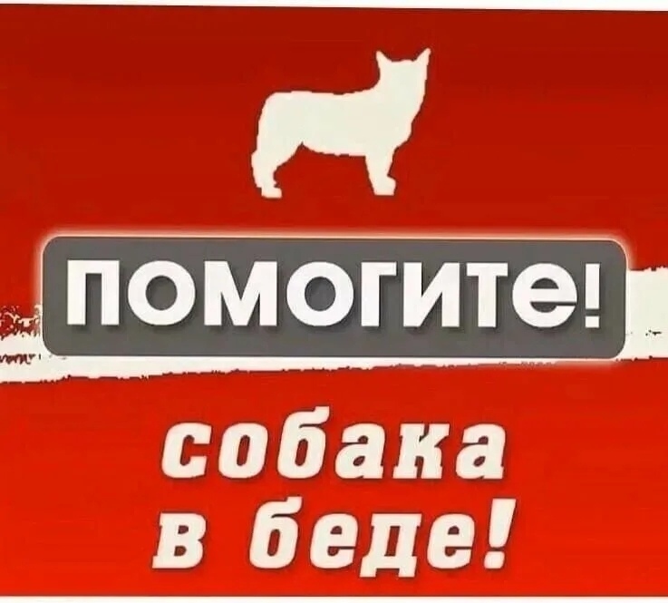 Пропала собака в Энгельсе — фото объявления