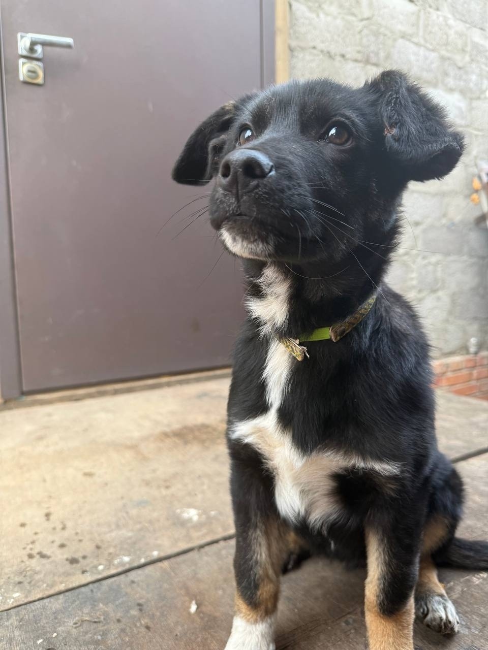 Найдена собака в Энгельсе — фото объявления