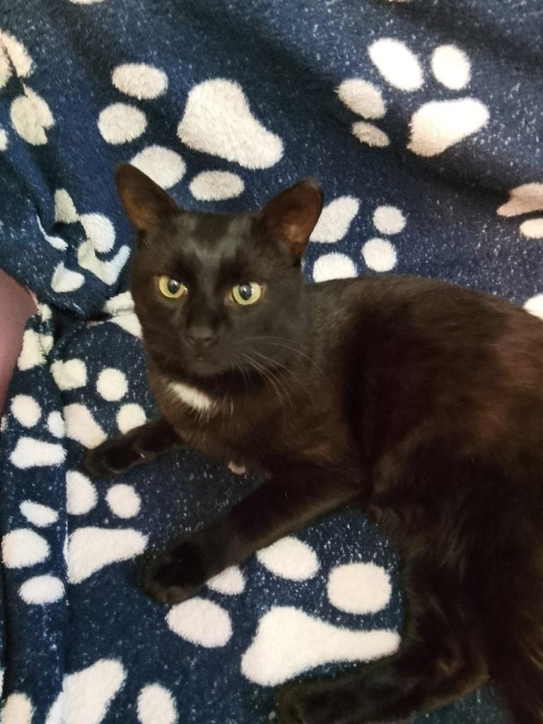 Пропала собака в Энгельсе — фото объявления