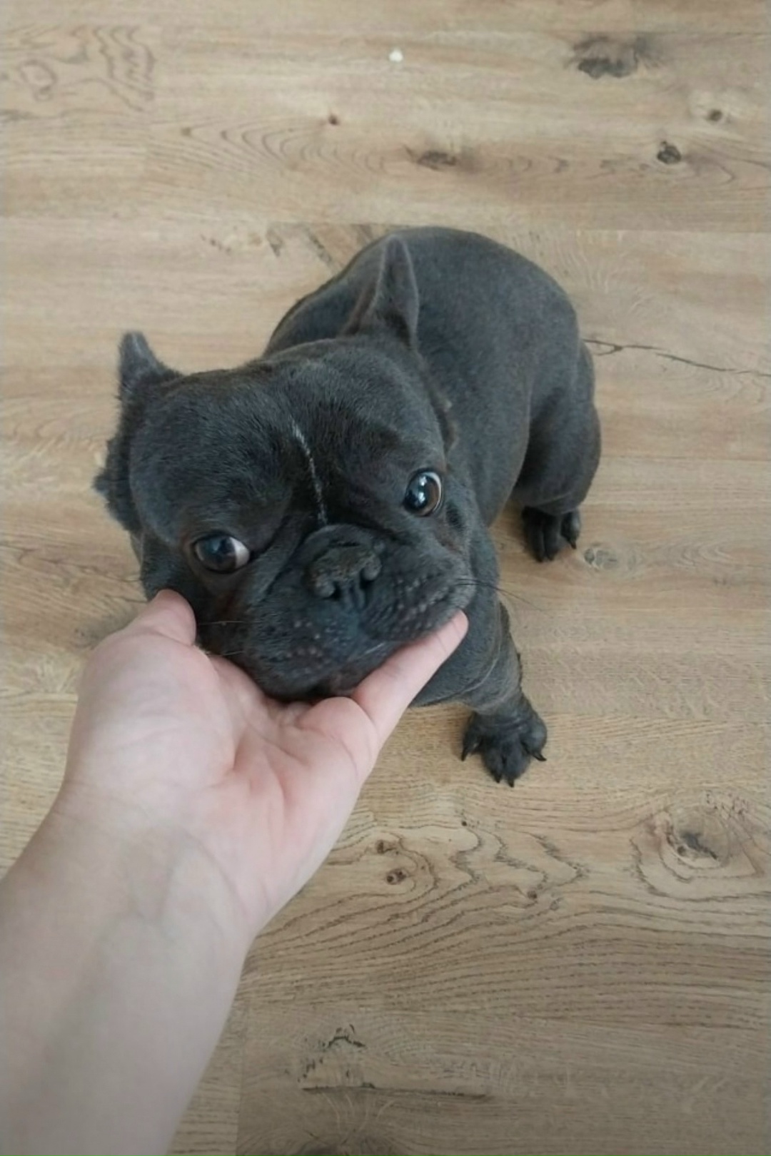 Пропала собака в Энгельсе — фото объявления