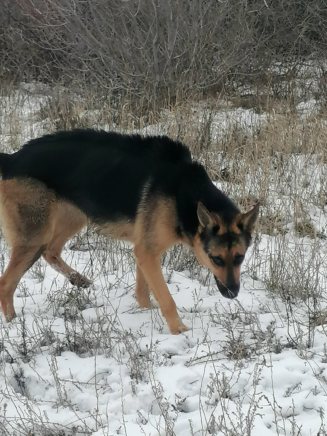 Найдена собака в Энгельсе — фото объявления