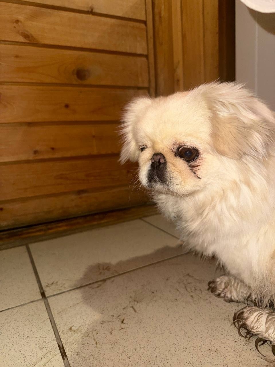 Найдена собака в Энгельсе — фото объявления