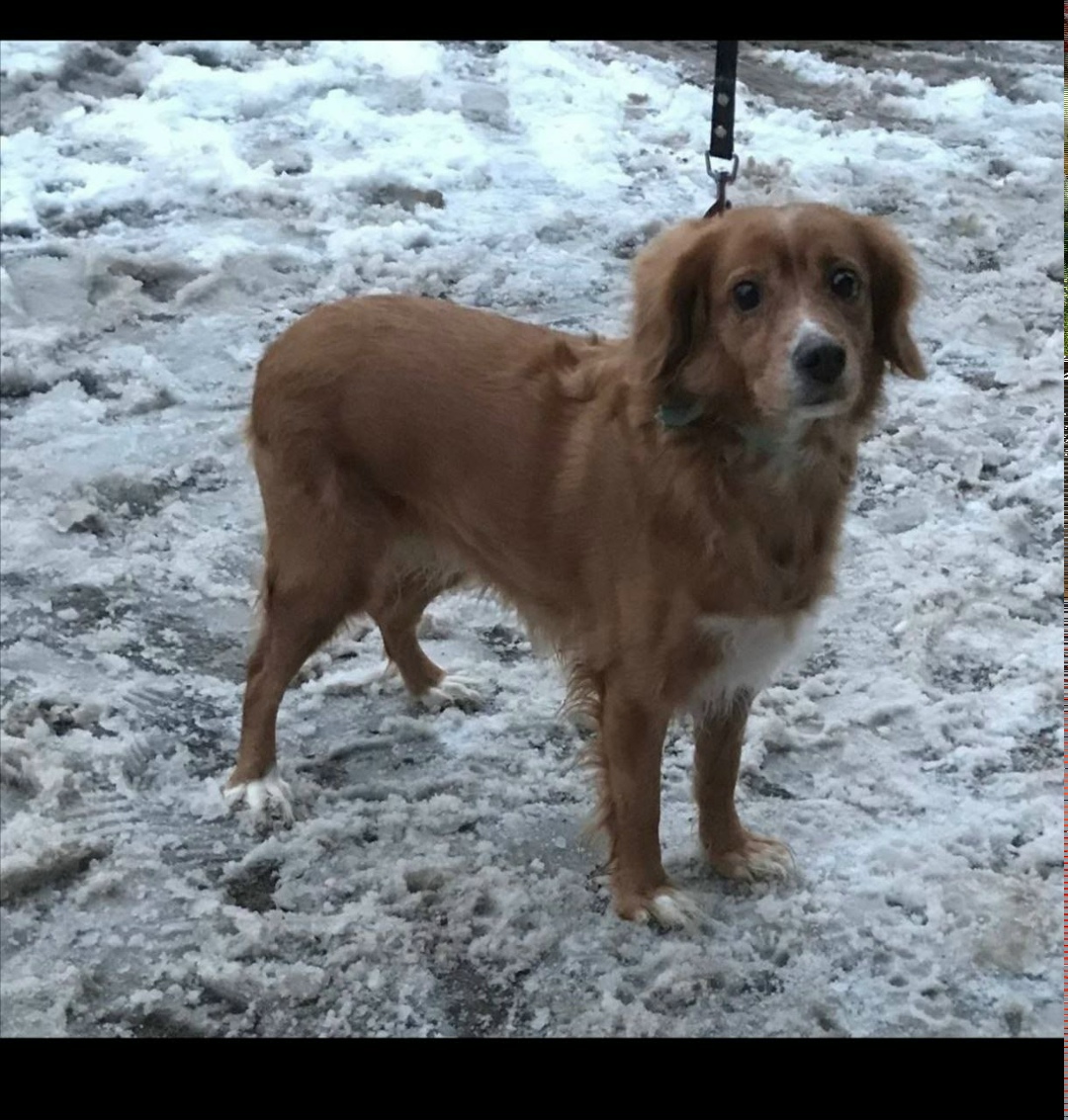 Найдена собака в Энгельсе — фото объявления