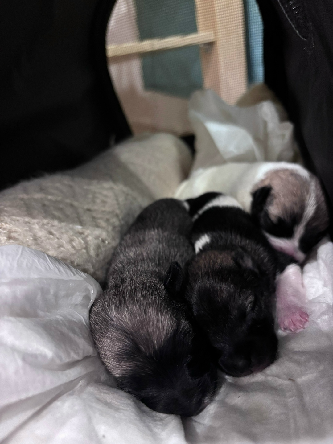 Найдена собака в Энгельсе — фото объявления