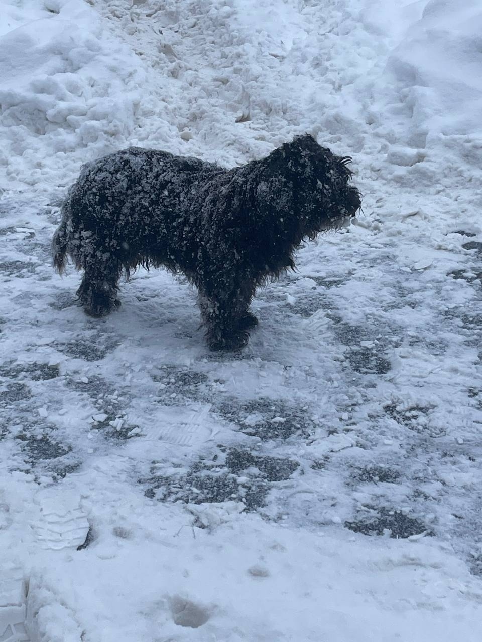 Пропала собака в Энгельсе — фото объявления