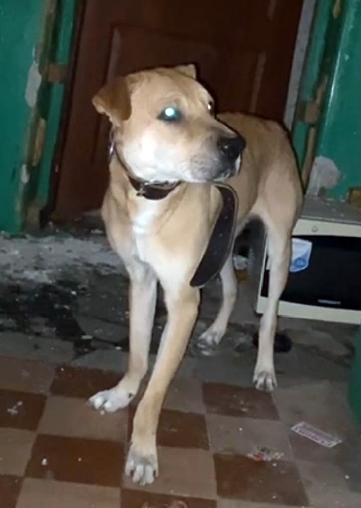 Пропала собака в Энгельсе — фото объявления