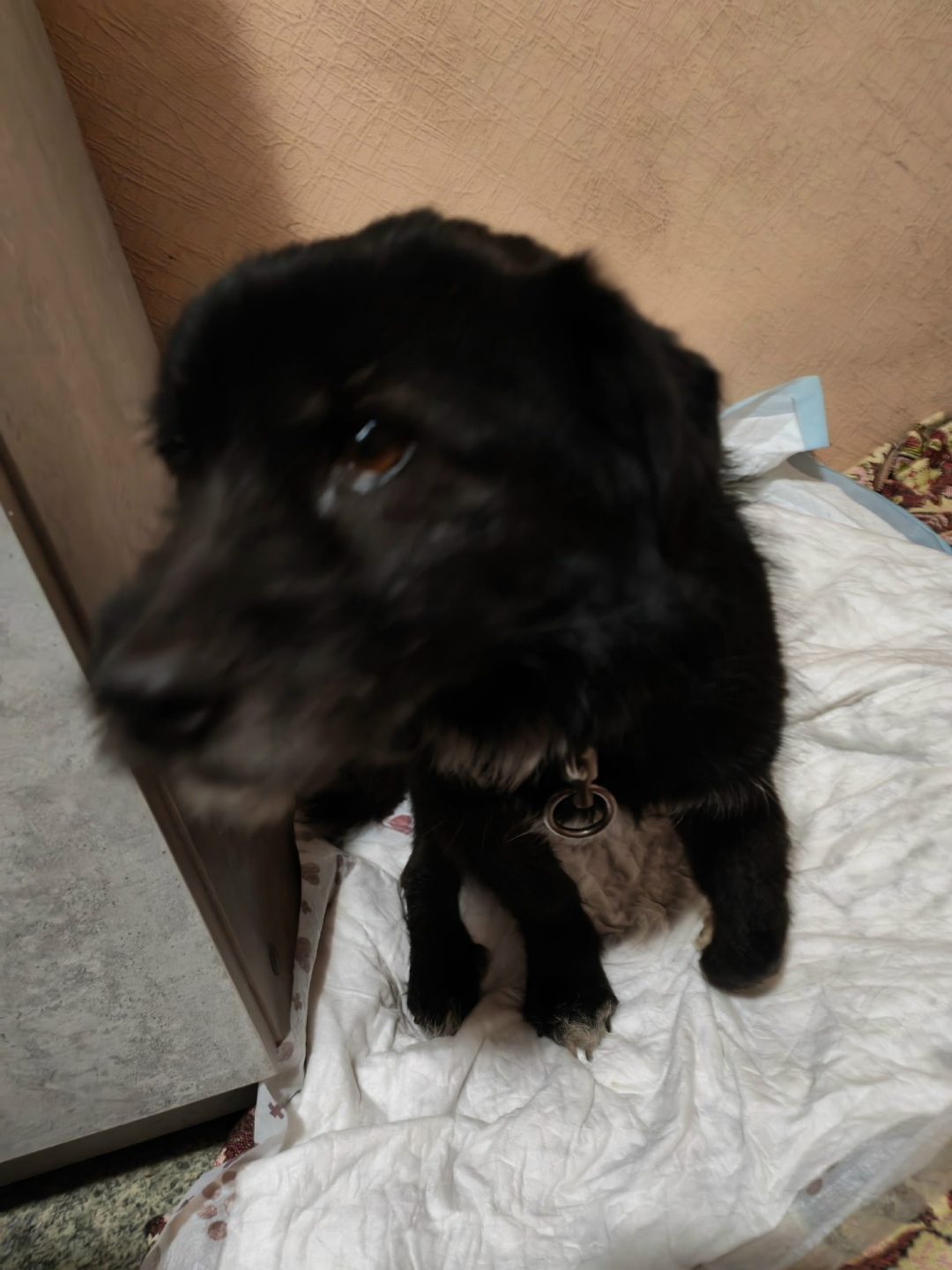 Найдена собака в Энгельсе — фото объявления