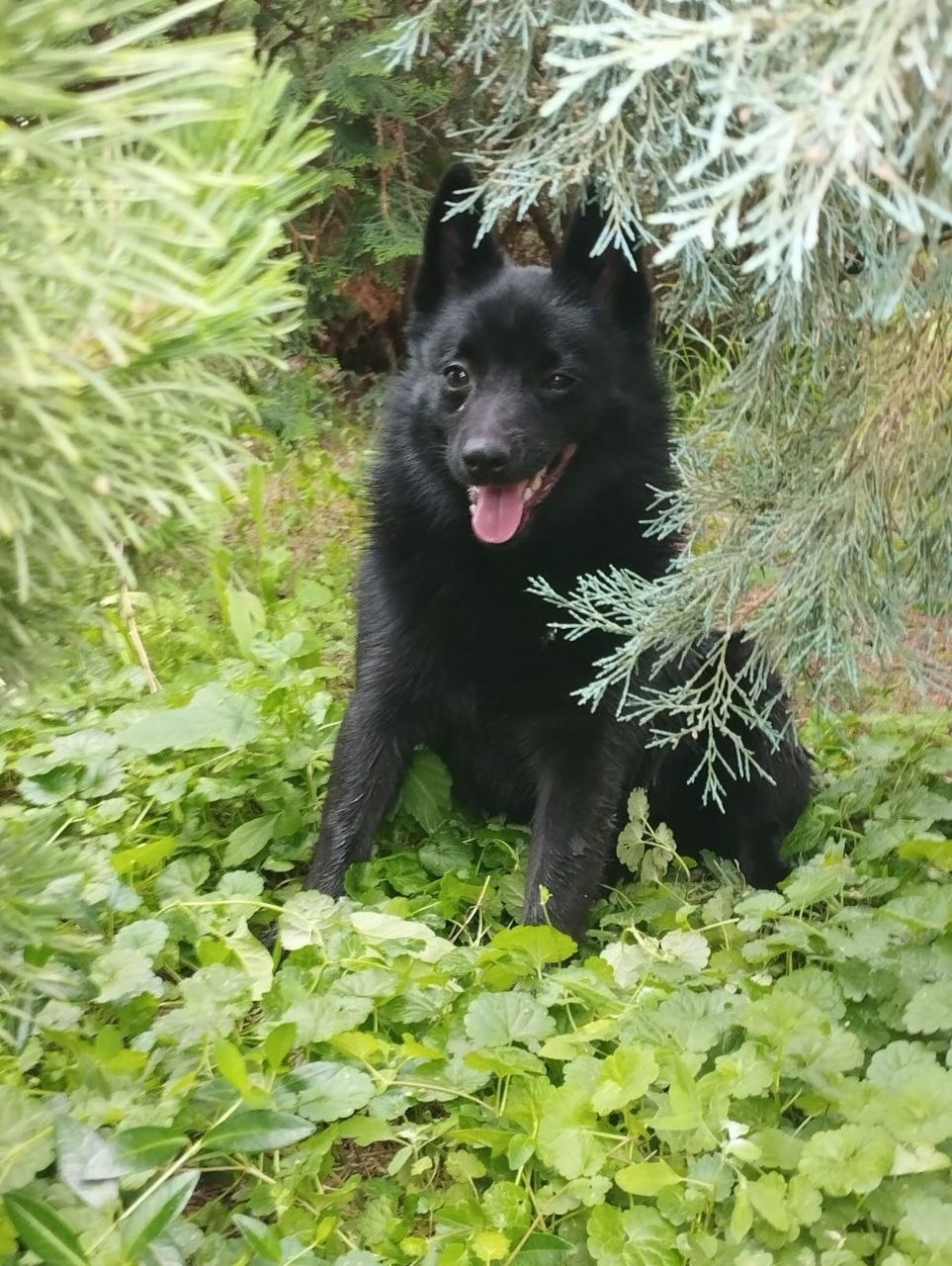 Пропала собака в Энгельсе — фото объявления