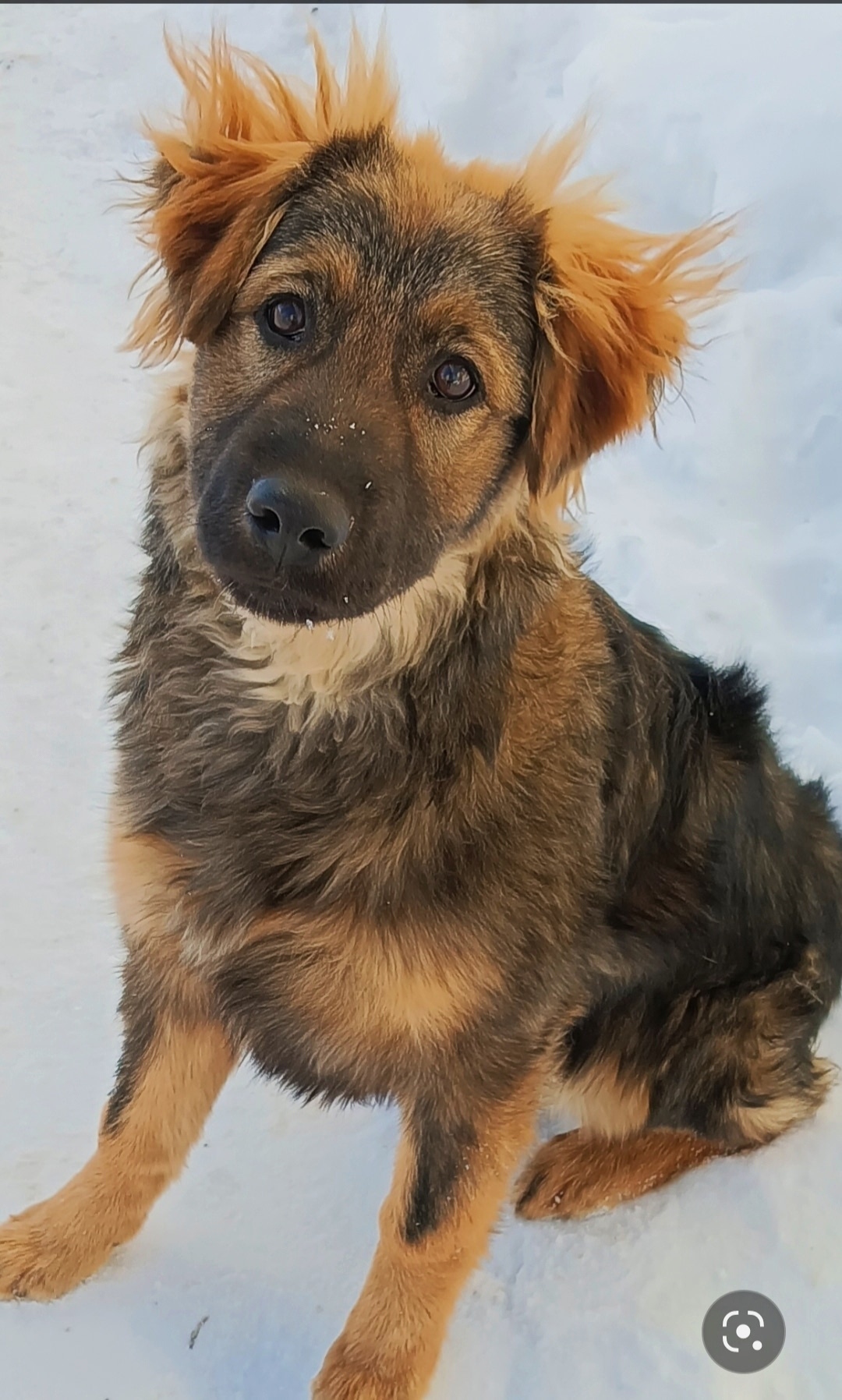 Найдена собака в Энгельсе — фото объявления