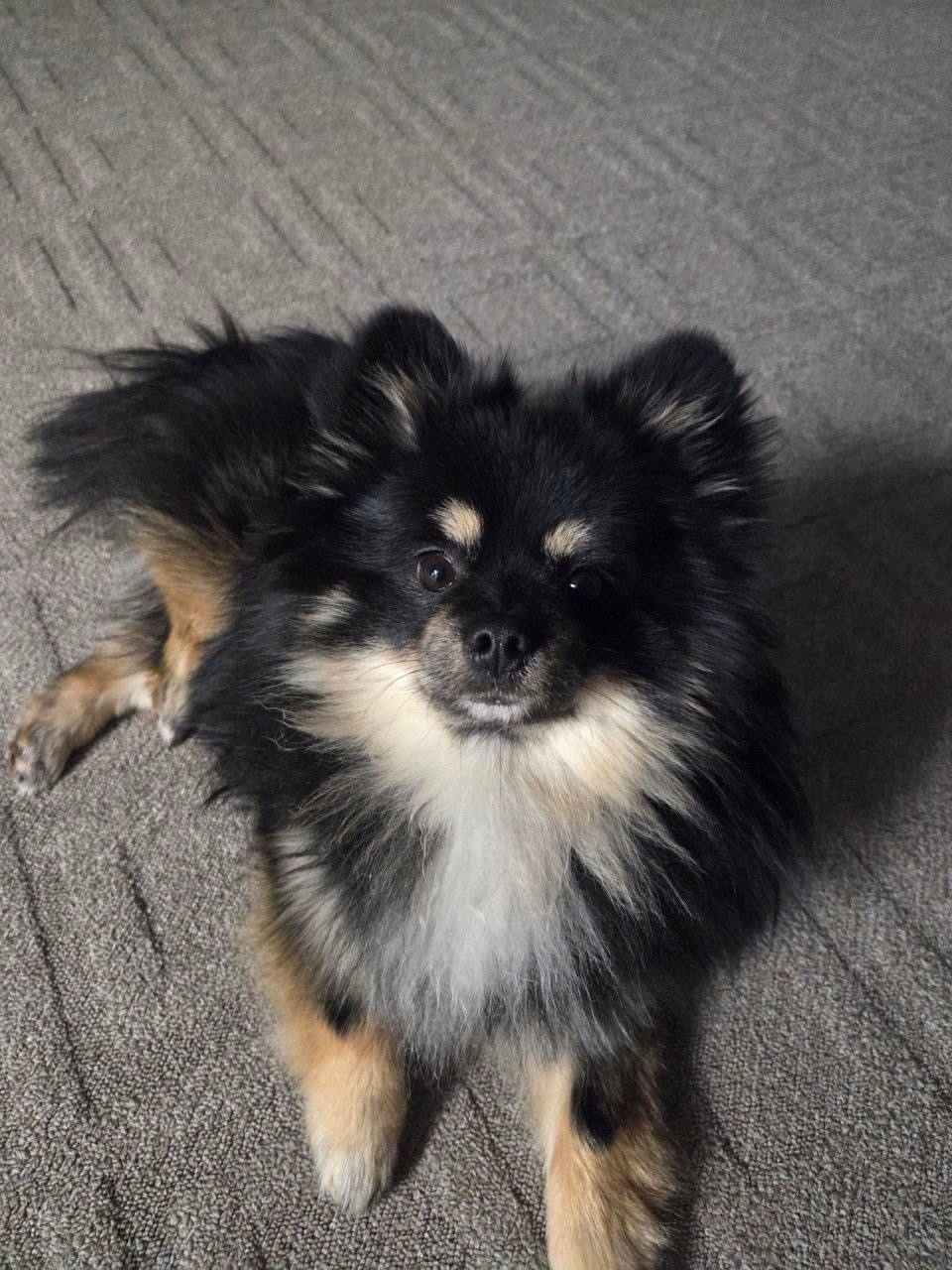 Пропала собака в Энгельсе — фото объявления