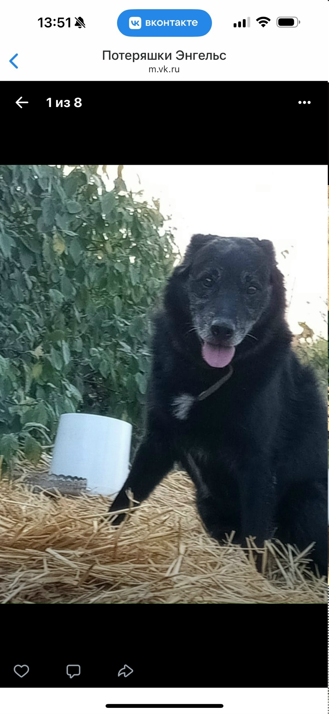 Пропала кошка в Энгельсе — фото объявления