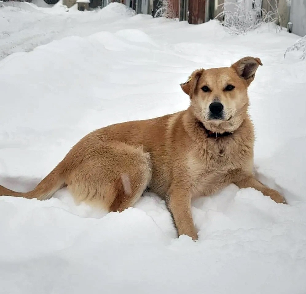 Пропала собака в Энгельсе — фото объявления