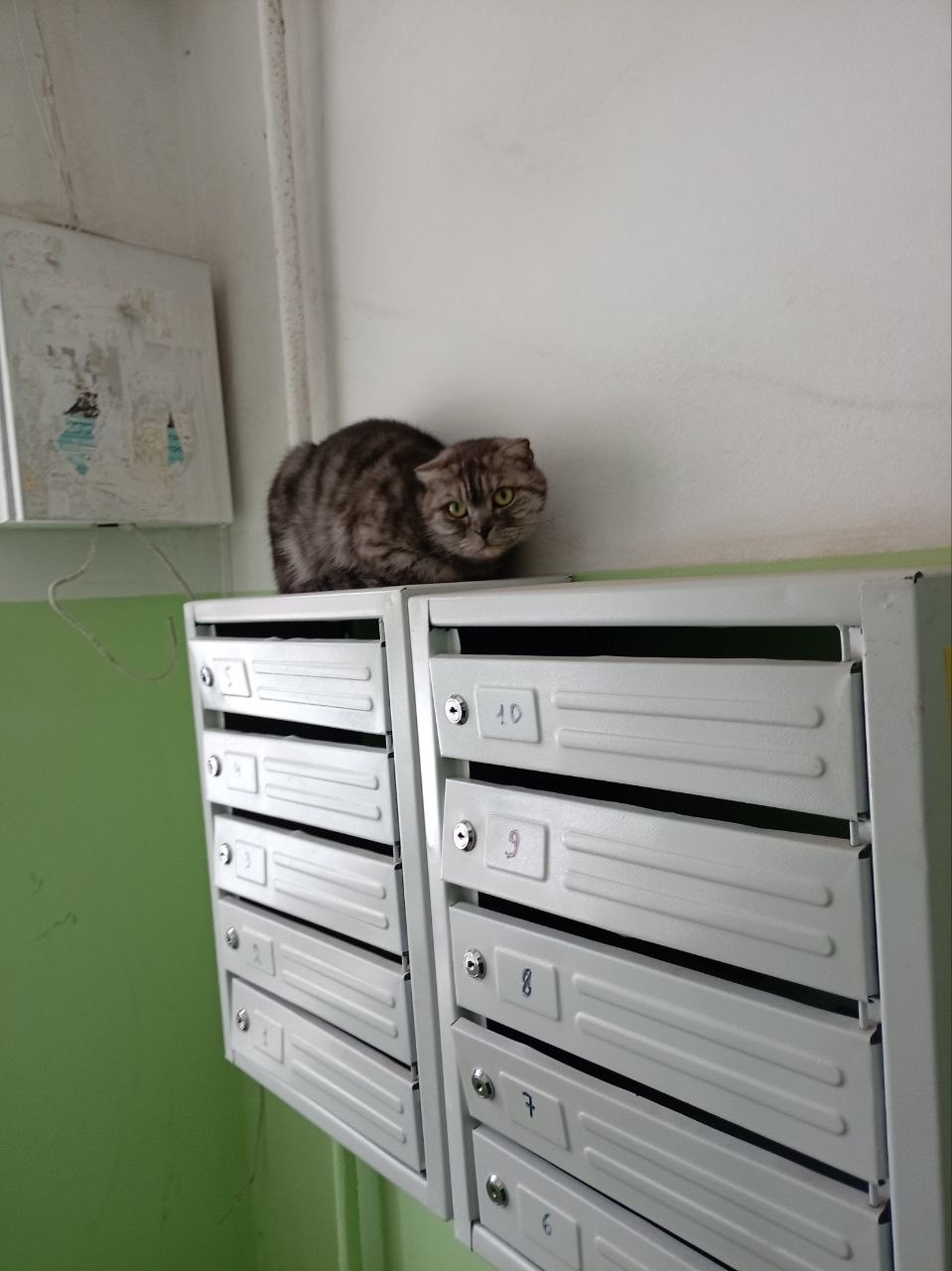 Найдена кошка в Энгельсе — фото объявления