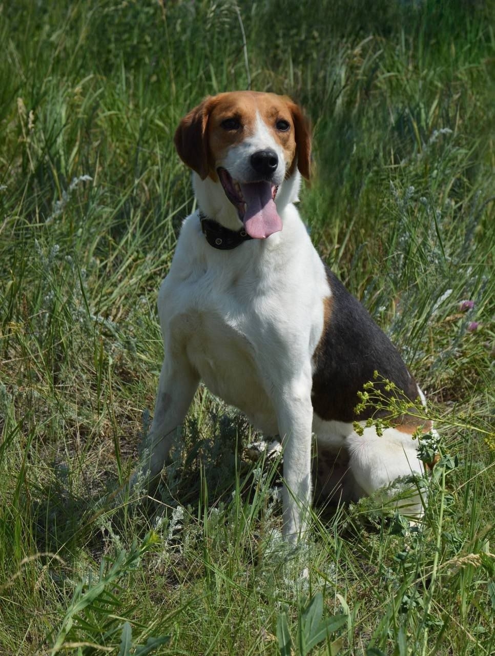 Найдена собака в Энгельсе — фото объявления