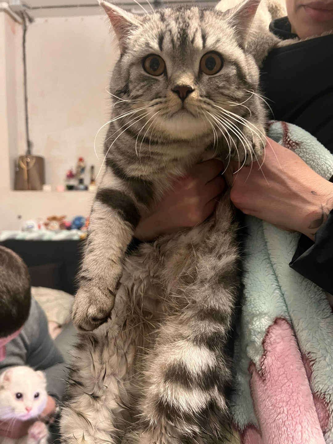 Найдена кошка в Энгельсе — фото объявления