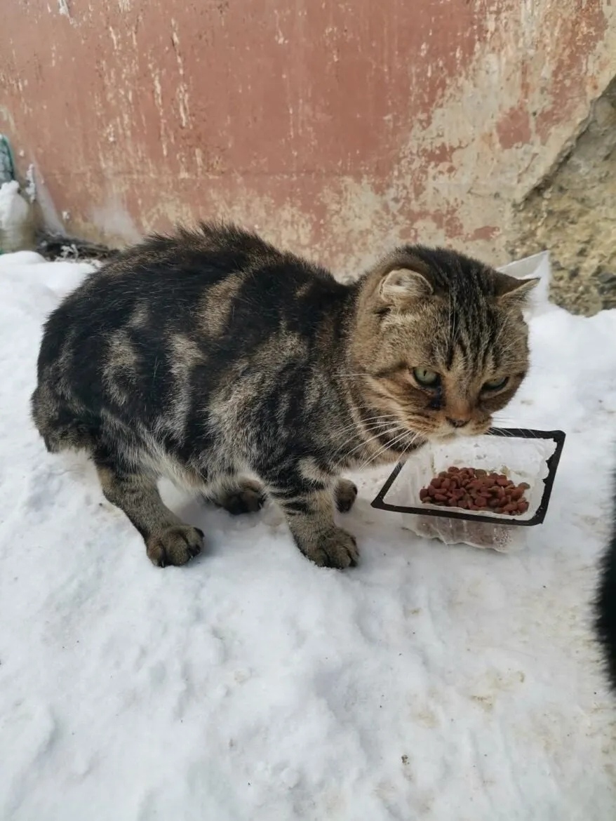 Пропала собака в Энгельсе — фото объявления