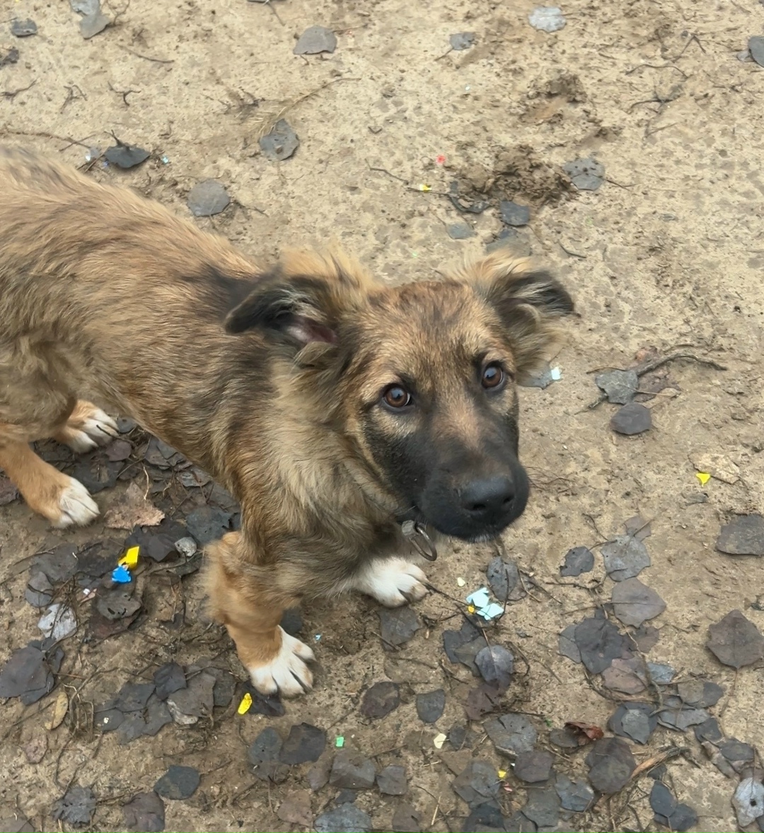 Пропала собака в Энгельсе — фото объявления