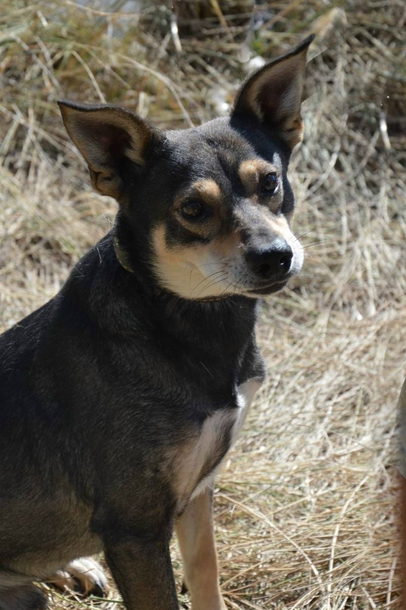 Пропала собака в Энгельсе — фото объявления