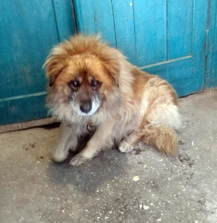 Найдена собака в Энгельсе — фото объявления