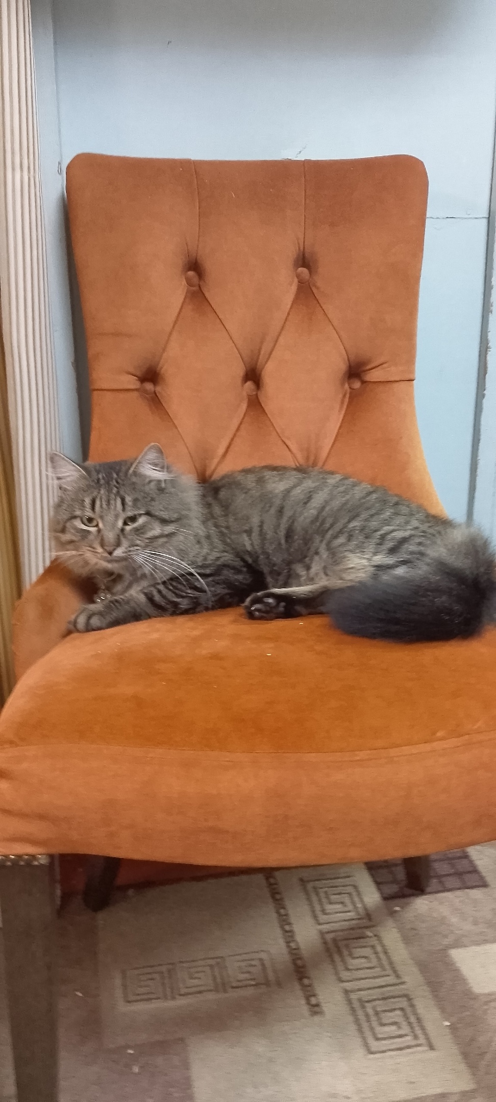 Пропала кошка в Энгельсе — фото объявления