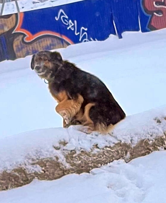 Пропала собака в Энгельсе — фото объявления