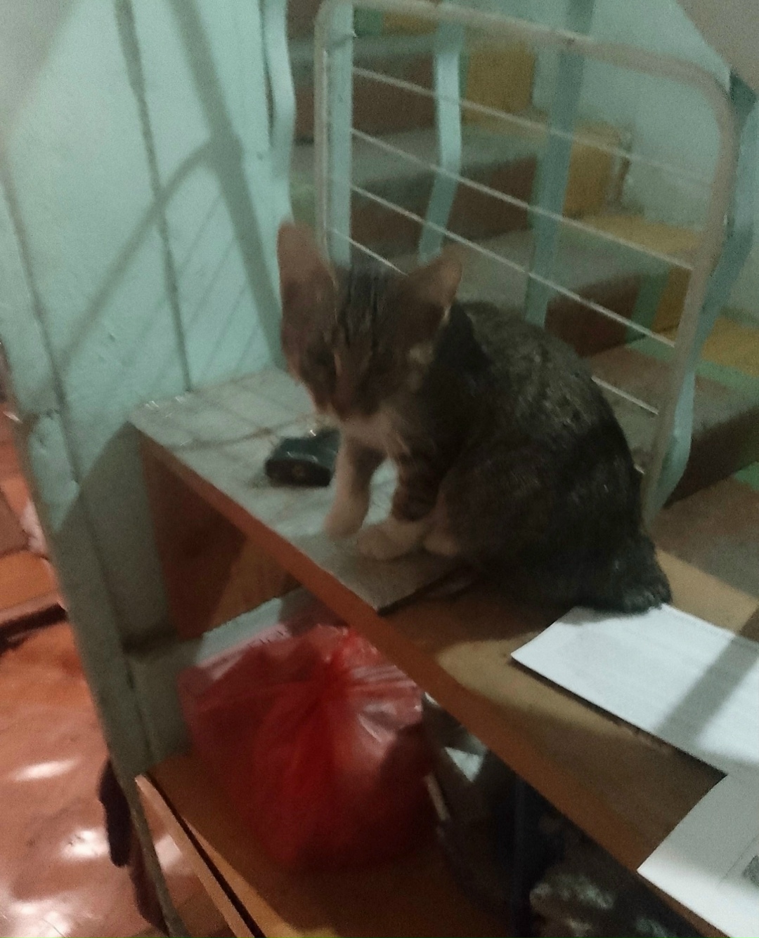 Найдена кошка в Энгельсе — фото объявления