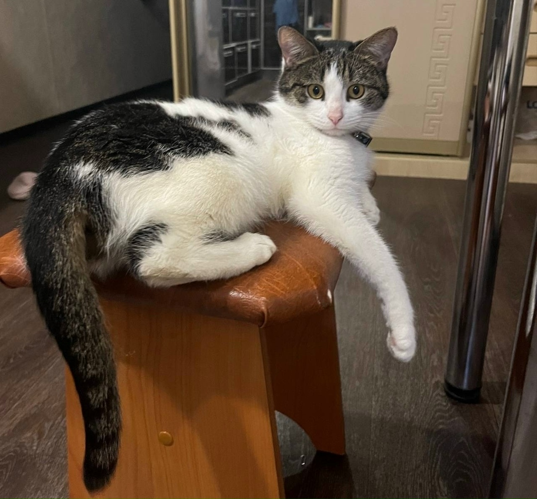 Найдена кошка в Энгельсе — фото объявления