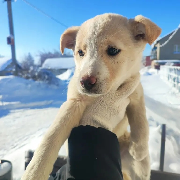 Найдена собака в Энгельсе — фото объявления
