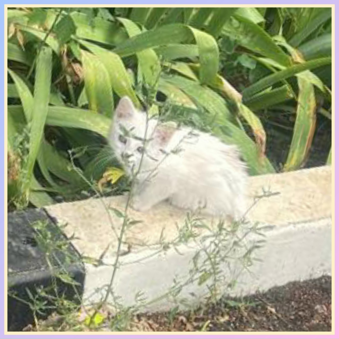 Найдена кошка в Энгельсе — фото объявления