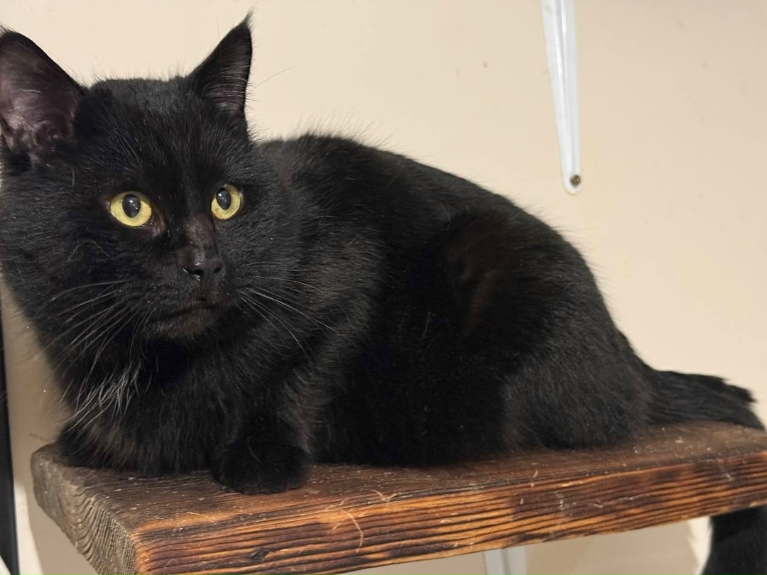 Пропала кошка в Энгельсе — фото объявления