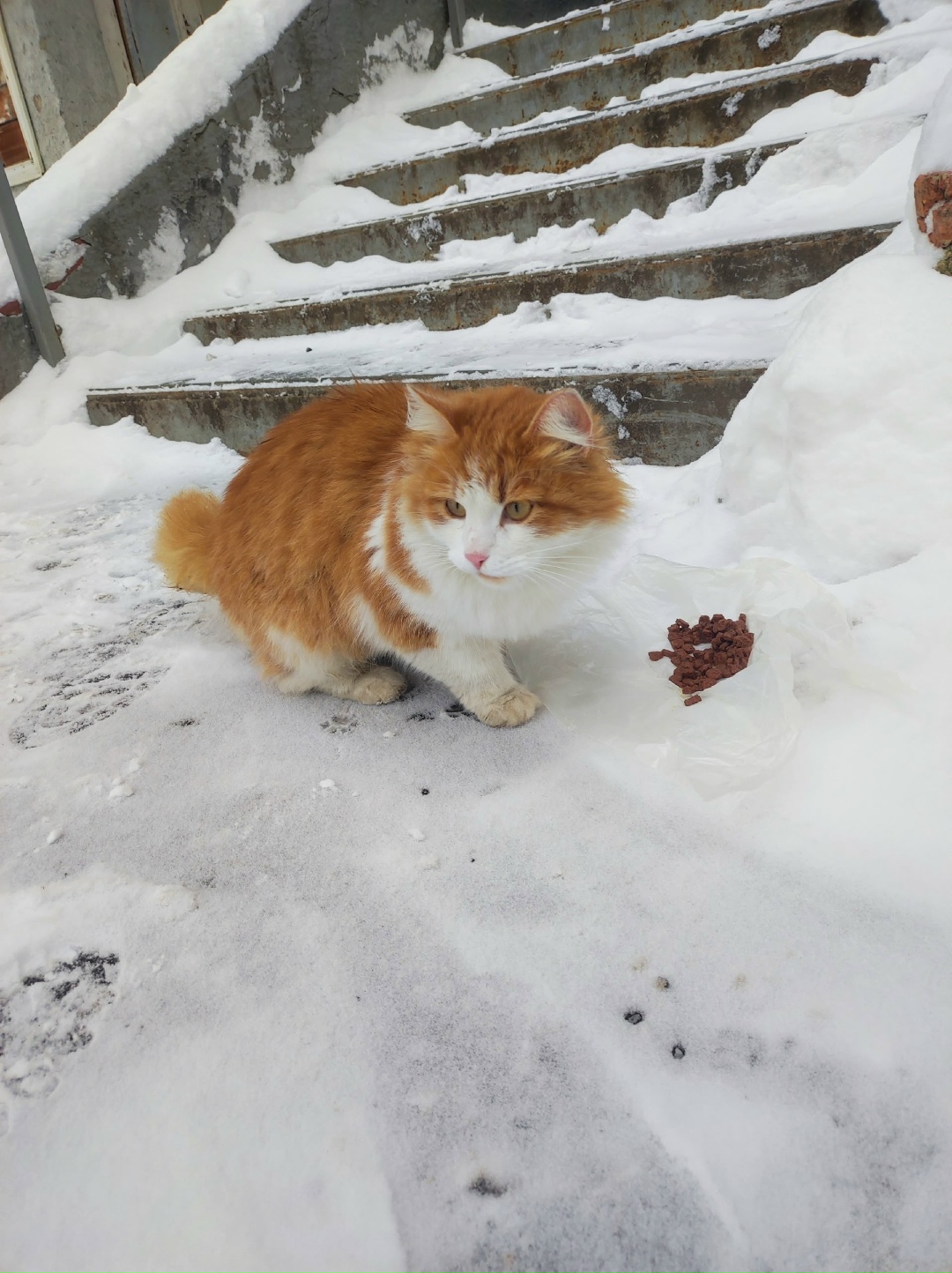 Пропала кошка в Энгельсе — фото объявления