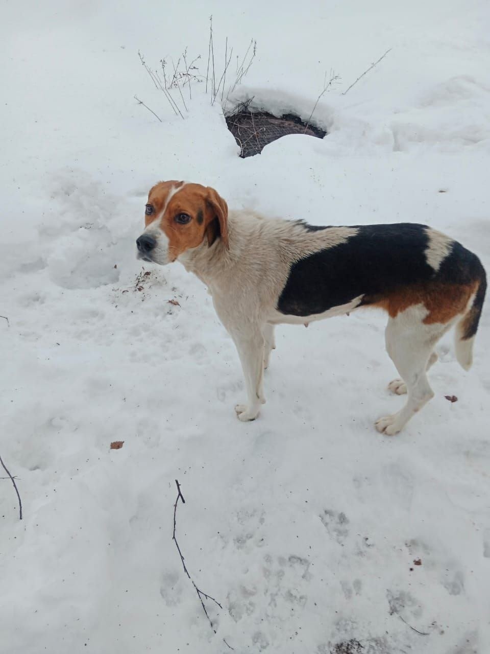 Найдена собака в Энгельсе — фото объявления