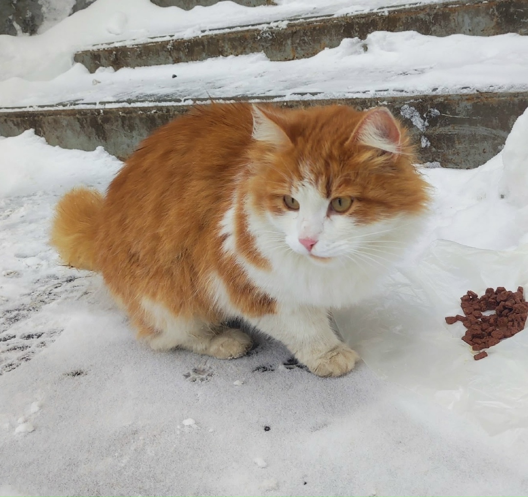 Пропала кошка в Энгельсе — фото объявления