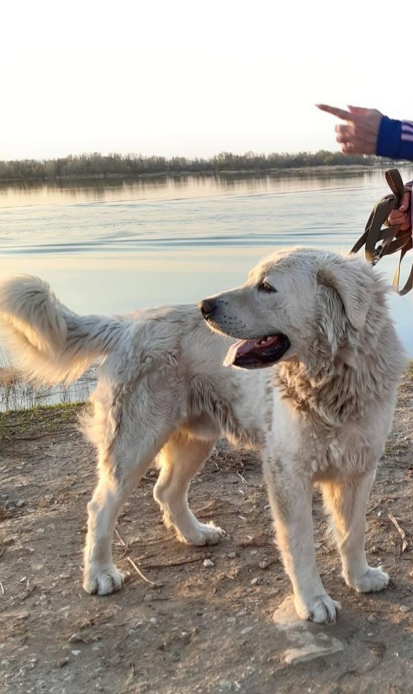 Пропала собака в Энгельсе — фото объявления