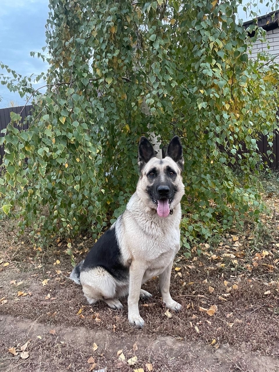 Пропала собака в Энгельсе — фото объявления