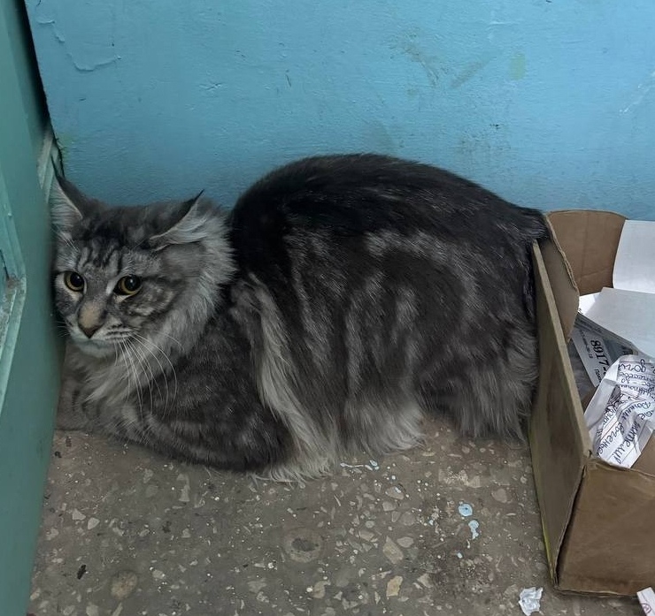 Пропала кошка в Энгельсе — фото объявления