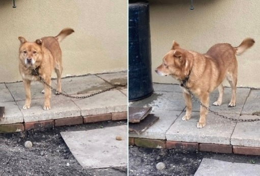Пропала собака в Энгельсе — фото объявления