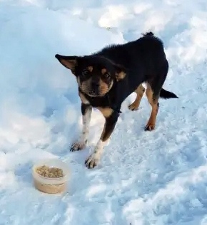 Пропала собака в Энгельсе — фото объявления